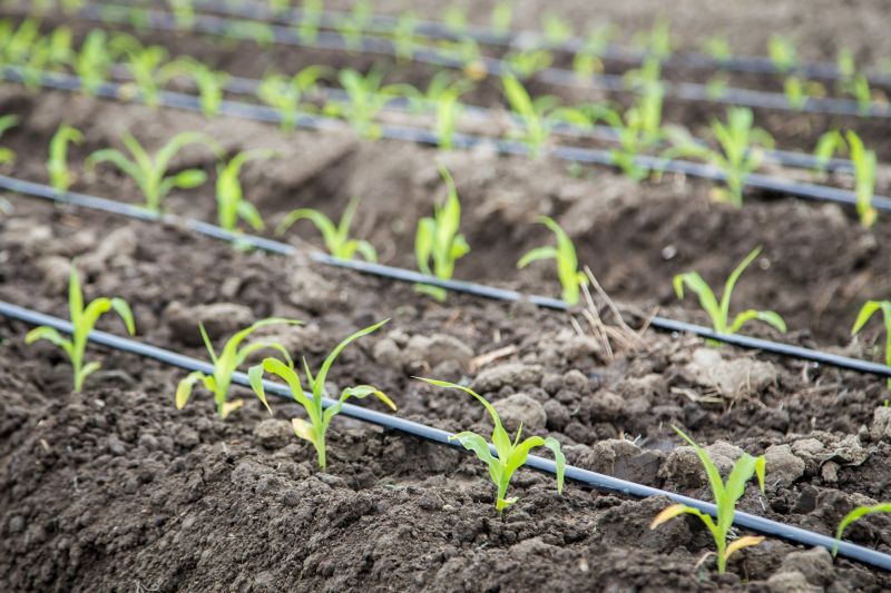 Plant Irrigation Installation in Aiken, SC
